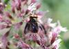 Phasia hemiptera